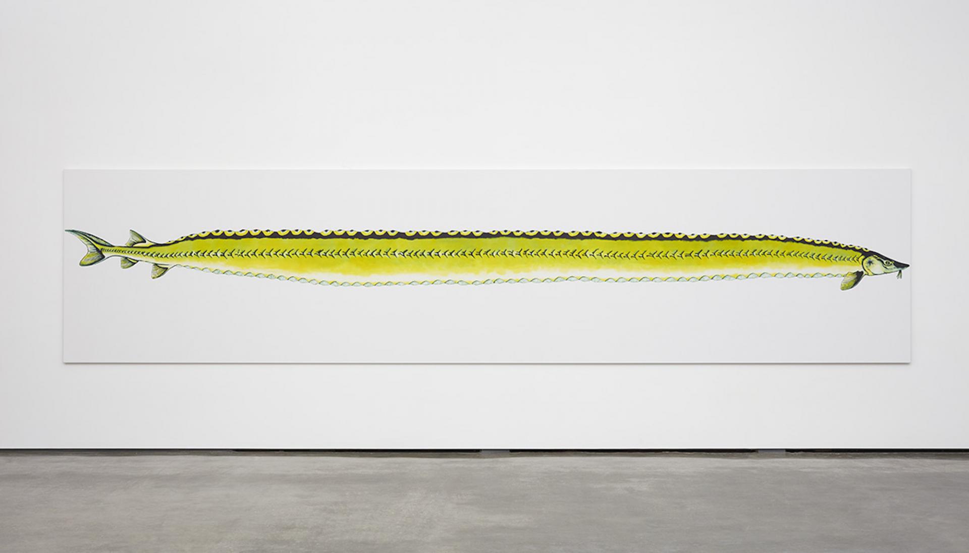 Calvin Marcus, Stretch Sturgeon, 2019, aquarelle, vinyle et gesso émulsifié sur mélange lin/toile,152.7 cm x 670.6 cm